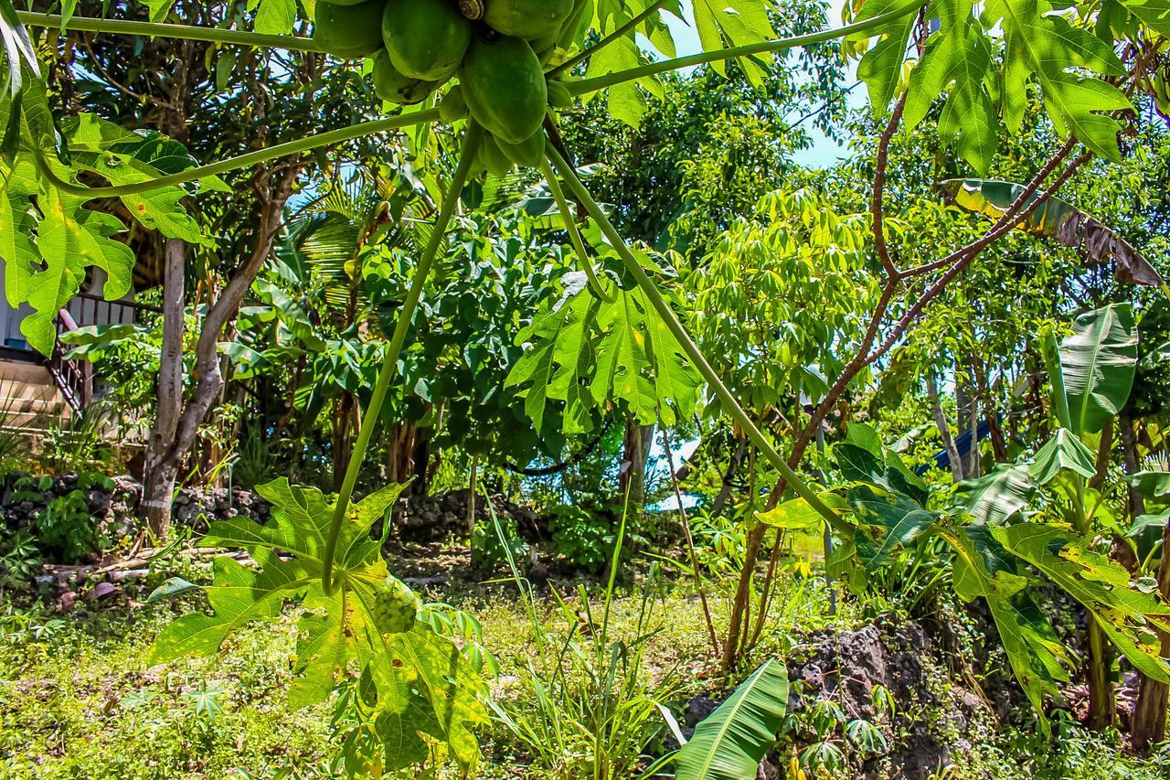 Echo Alam Nusa Lodge Ped Ngoại thất bức ảnh